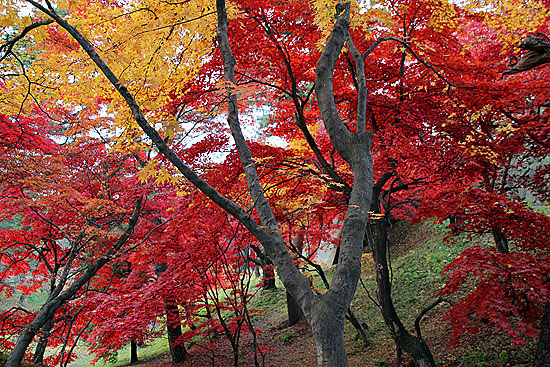 aomori-182.jpg