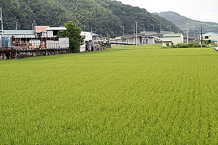 kouchi_2010-088.jpg