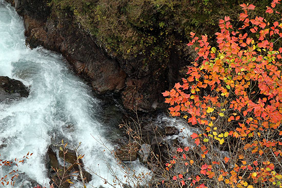 nikko-155.jpg