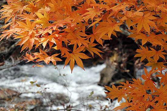 nikko-188.jpg