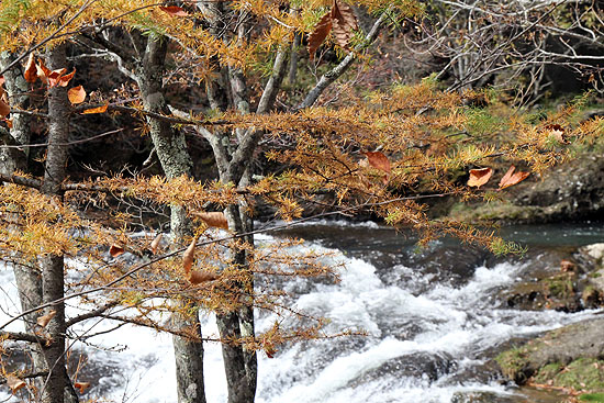 nikko-190.jpg