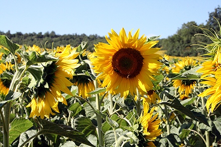 provence_1-0418.jpg