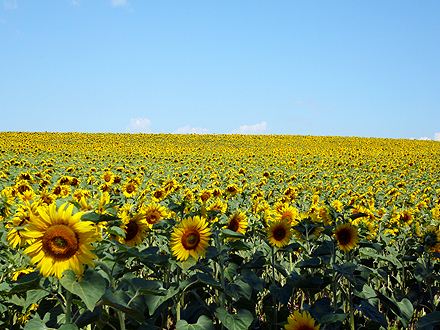 provence_1-0569.jpg