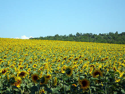 provence_1-0570.jpg