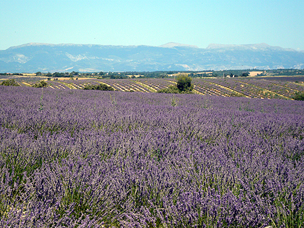 provence_1-0861.jpg