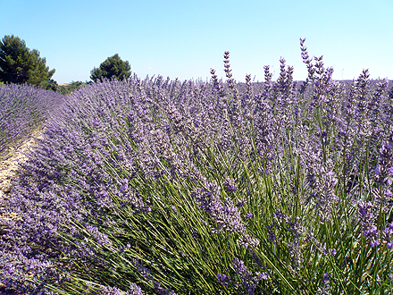 provence_1-0877.jpg