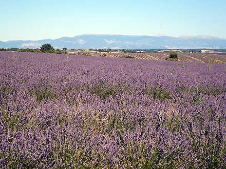 provence_1-0878.jpg