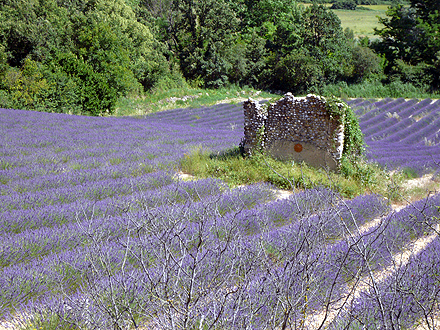 provence_1-0898.jpg