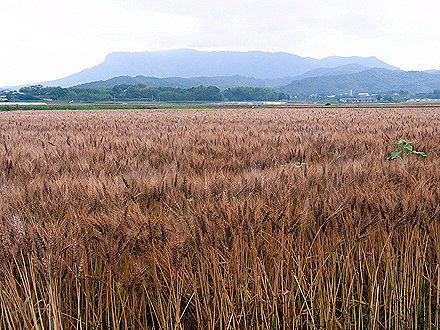 shizuoka_airport-0541.jpg