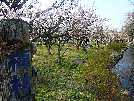 ume-06.jpg