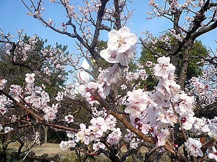 ume-09.jpg