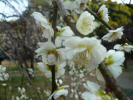 ume-19.jpg